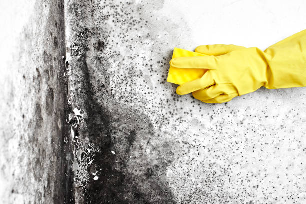 Best White Mold Remediation in Georgetown, TX