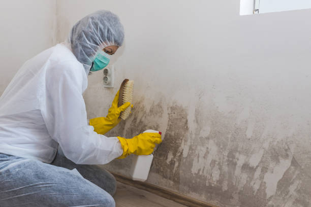 Best Bathroom Mold Remediation in Georgetown, TX