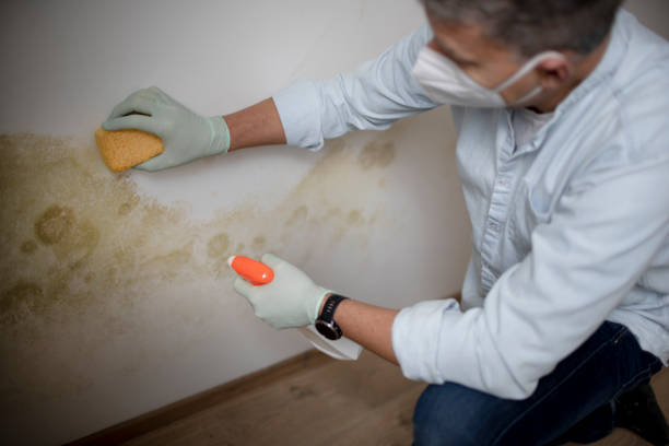 Best Residential Mold Remediation in Georgetown, TX