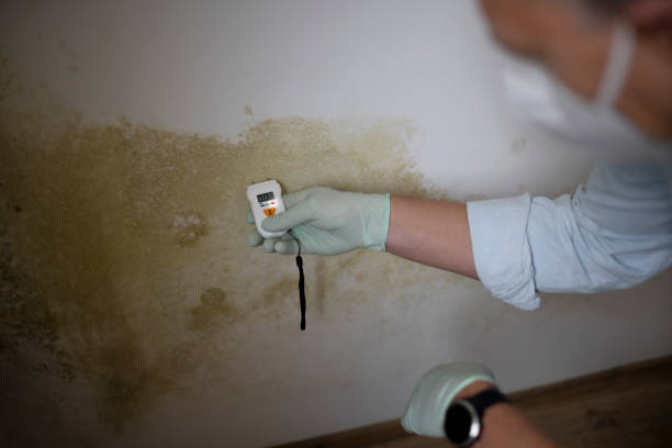 Best Attic Mold Remediation in Georgetown, TX