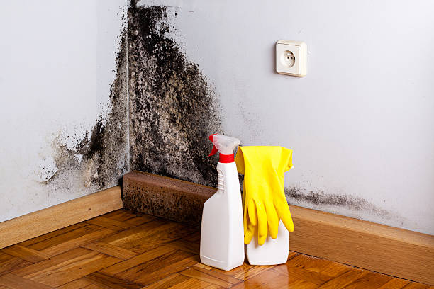  Georgetown, TX Mold Removal Pros