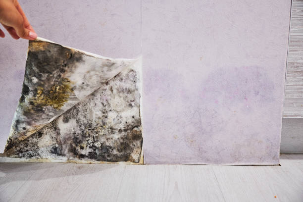 Best Mold Remediation for Specific Building Types in Georgetown, TX